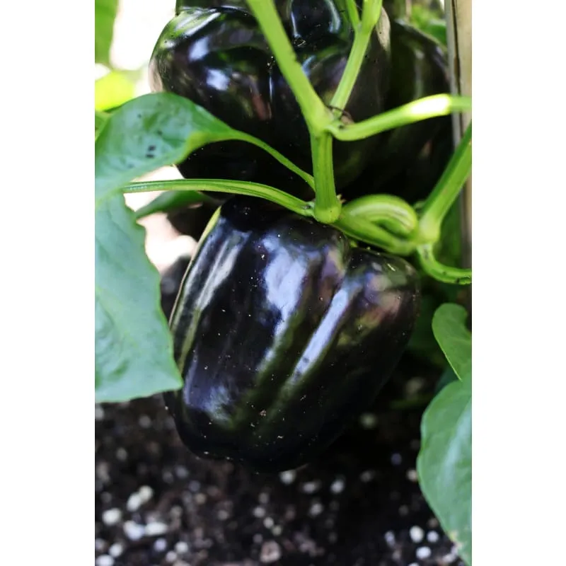 Purple Beauty Pepper (71 Days)