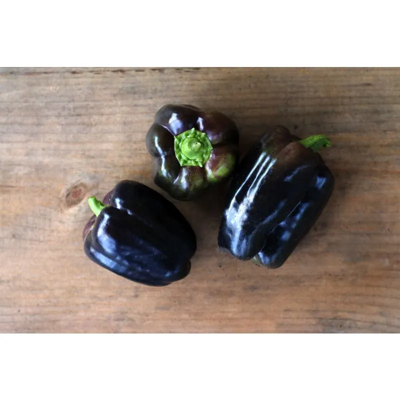Purple Beauty Pepper (71 Days)
