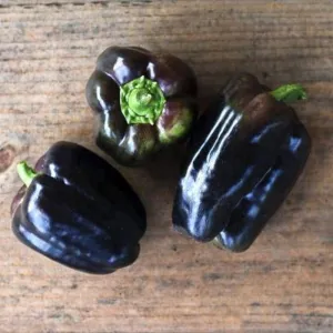 Purple Beauty Pepper (71 Days)